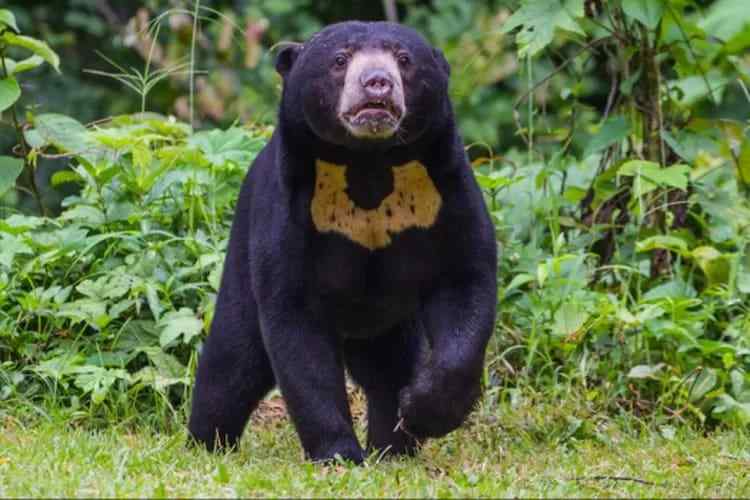 Kemunculan Beruang Madu Resahkan Warga Jalan Soekarno&nbsp;Sampit